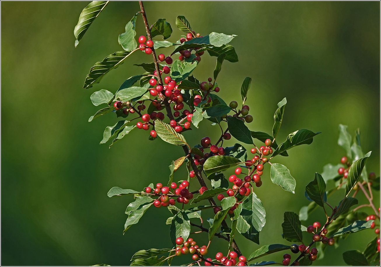 Image of Frangula alnus specimen.