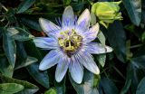 Passiflora caerulea. Цветок с кормящимся насекомым. Грузия, Аджария, Батумский ботанический сад, в культуре. 16.06.2023.