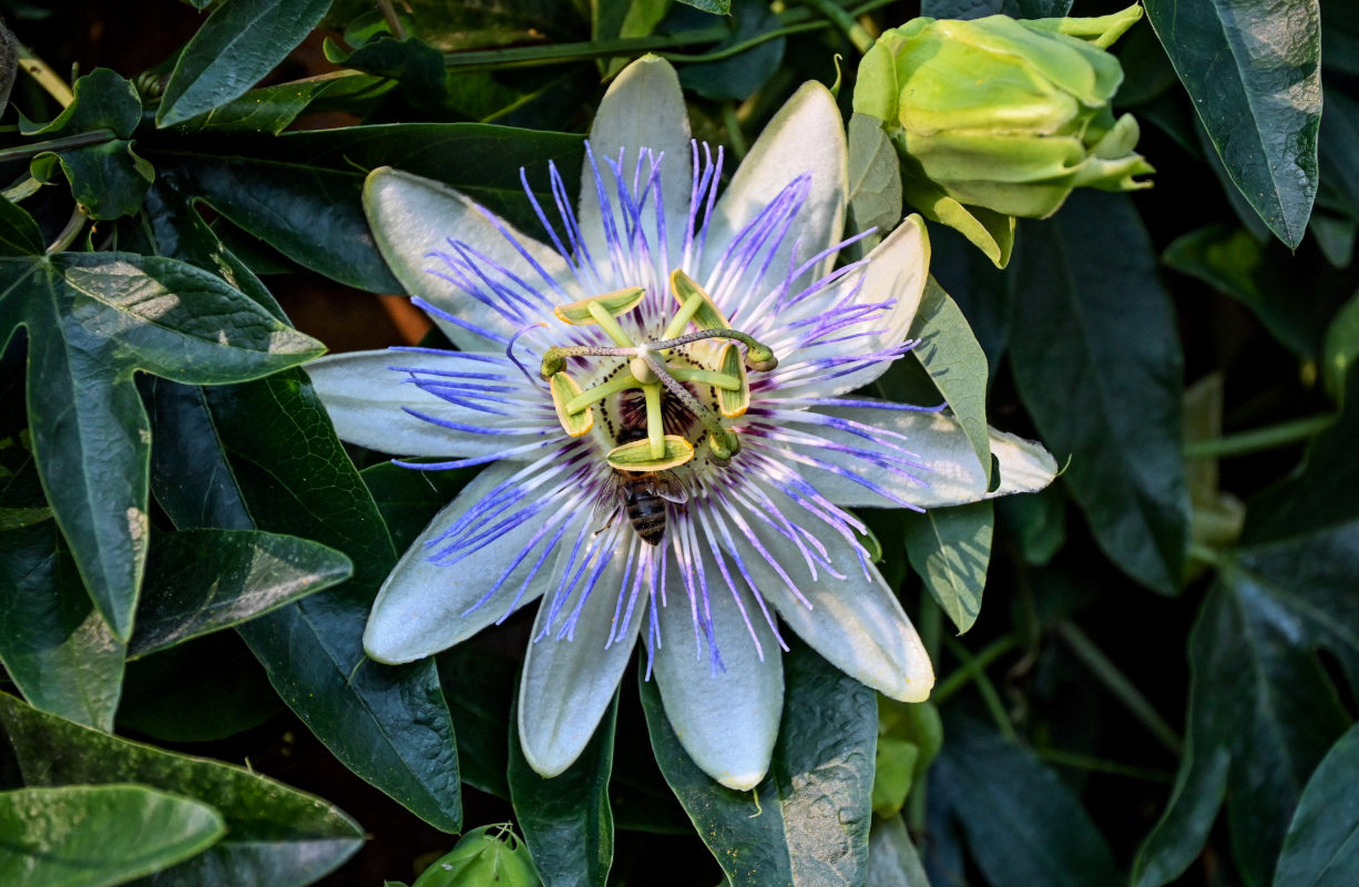 Изображение особи Passiflora caerulea.