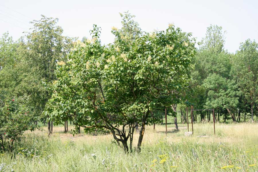 Image of Syringa amurensis specimen.