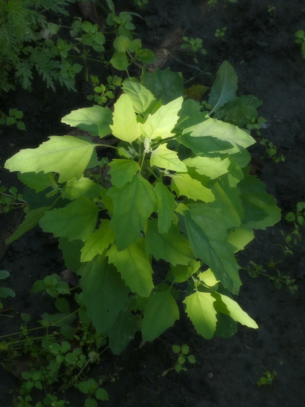 Image of Chenopodium album specimen.