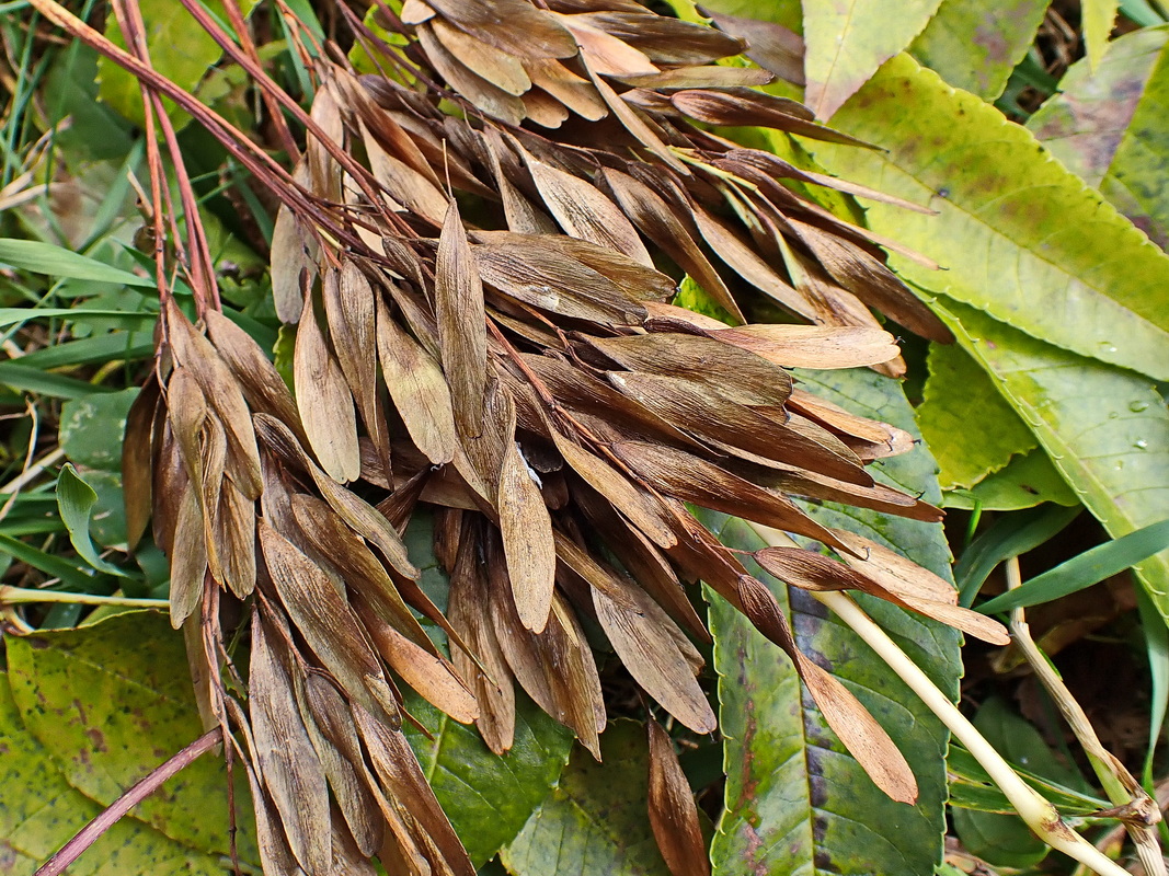 Image of Fraxinus mandshurica specimen.