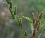 Oenothera rubricaulis