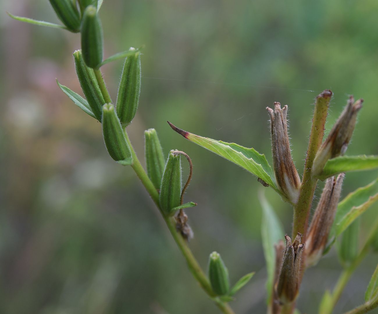 Image of genus Oenothera specimen.