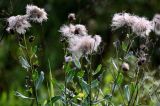 Cirsium arvense. Верхушки побегов с соплодиями. Московская обл., Одинцовский гор. округ, окр. дер. Аниково, луг. 18.08.2024.