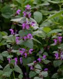 Lamium maculatum. Верхушки побегов с соцветиями. Брянская обл., г. Брянск, долина р. Десна, опушка широколиственного леса. 02.05.2024.