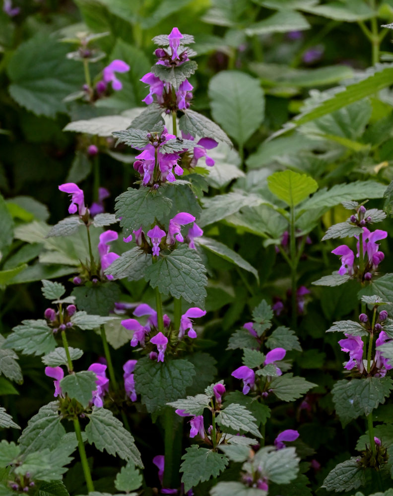 Image of Lamium maculatum specimen.