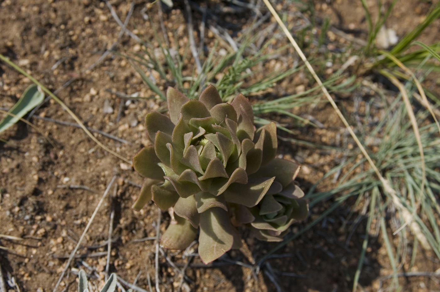 Image of Orostachys malacophylla specimen.