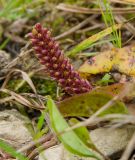 Plantago uliginosa. Часть соплодия. Башкортостан, Дуванский р-н, Заимкинский сельсовет, дер. Усть-Аяз, долина р. Уфа, прибрежный галечник. 20 августа 2023 г.