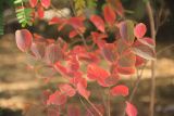 Lagerstroemia indica