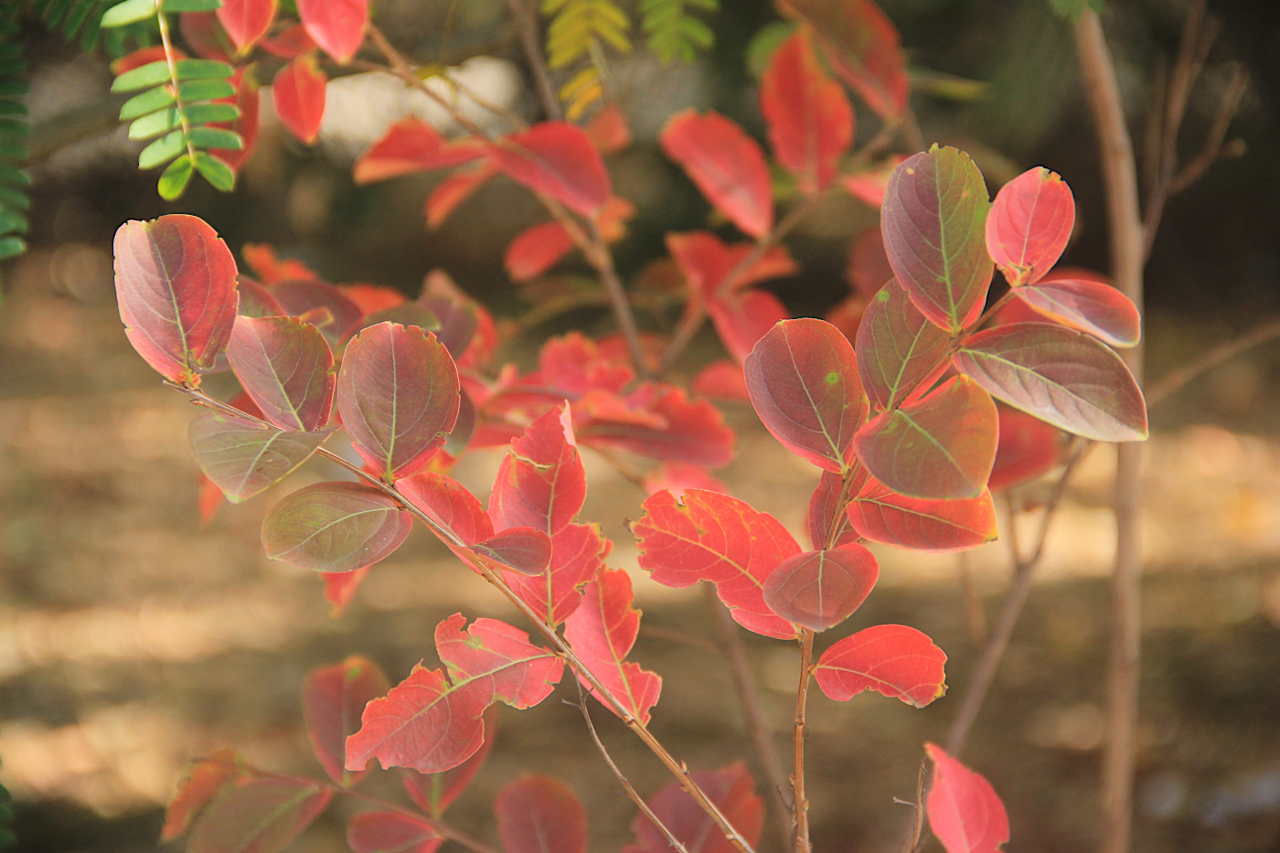 Image of Lagerstroemia indica specimen.