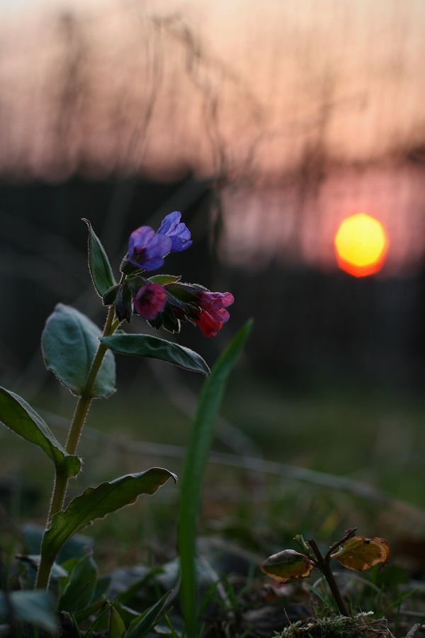 Image of Pulmonaria obscura specimen.