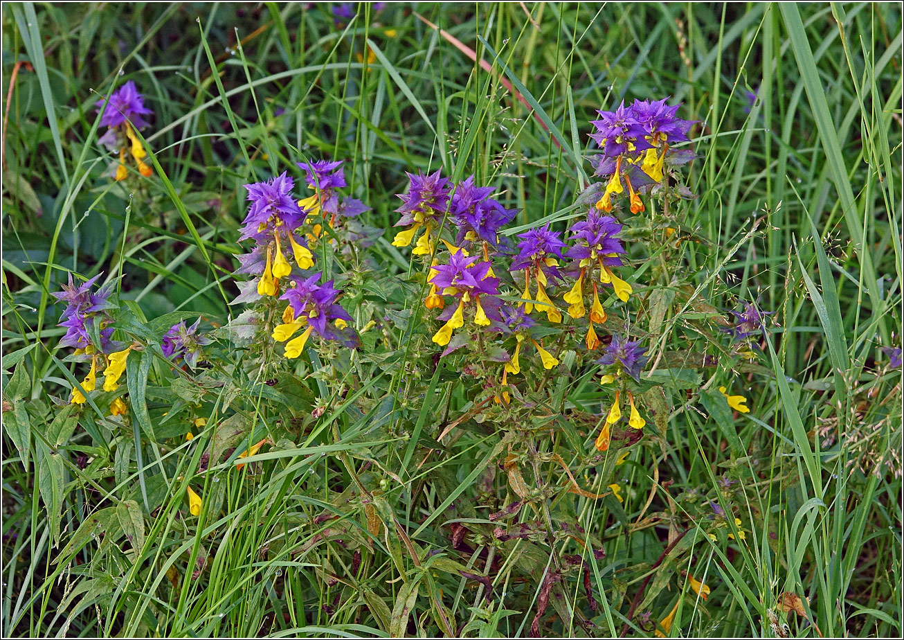 Изображение особи Melampyrum nemorosum.