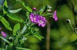 Epilobium hirsutum. Верхушка побега с соцветием. Ярославская обл., г. Ярославль, устье р. Которосль, окраина зарослей Salix у воды. 02.07.2024.