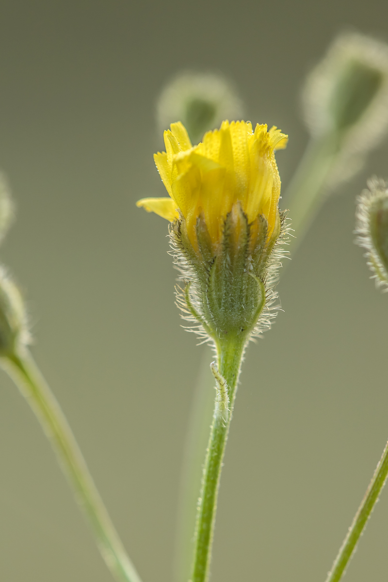 Изображение особи Crepis tectorum.