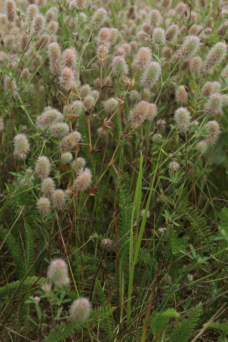 Изображение особи Trifolium arvense.