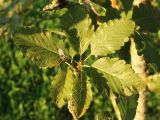 genus Sorbus