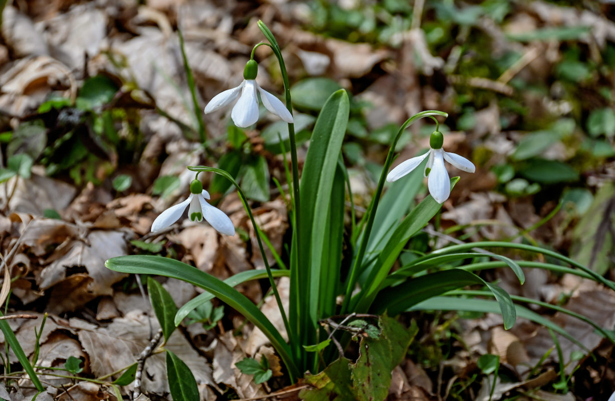 Изображение особи Galanthus woronowii.