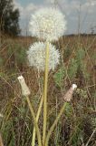 Taraxacum serotinum. Верхушки побегов с соплодиями цветущего и плодоносящего растения. Ульяновская обл., Мелекесский р-н, верховье сезонной р. Сух. Авраль, остепнённый луг с участками засоления. 16.09.2023.