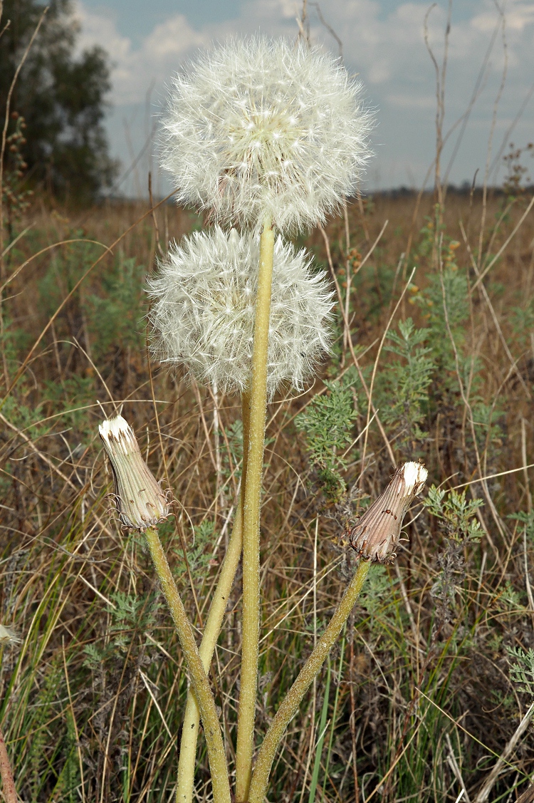 Изображение особи Taraxacum serotinum.