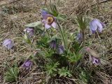 View full-size image Pulsatilla dahurica