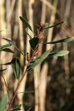 View full-size image Myrica gale