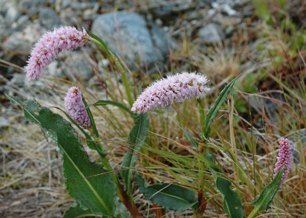 Image of Bistorta officinalis specimen.