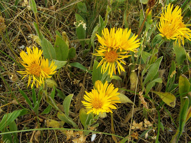 Изображение особи Inula oculus-christi.