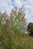View full-size image Epilobium hirsutum