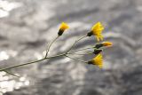 View full-size image genus Hieracium
