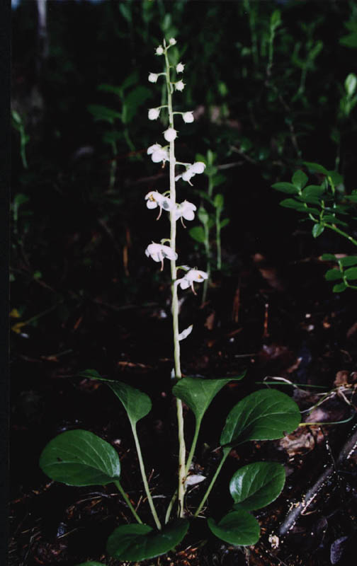 Image of Pyrola rotundifolia specimen.