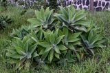 View full-size image Agave attenuata