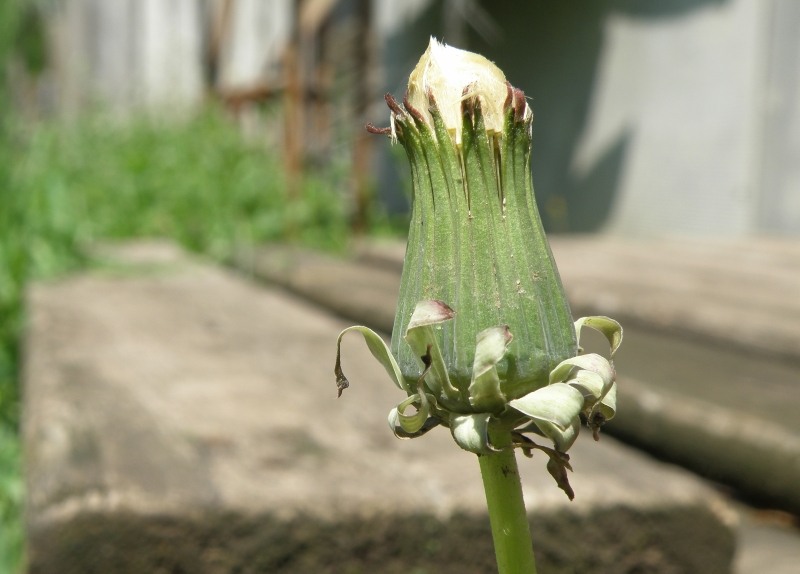 Image of genus Taraxacum specimen.