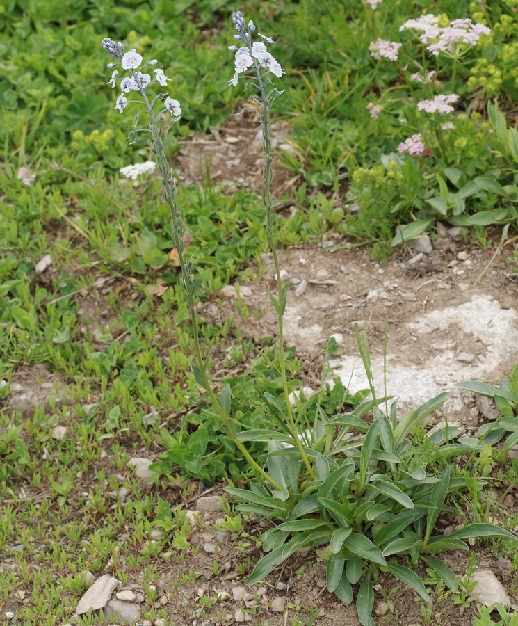 Image of Veronica gentianoides specimen.