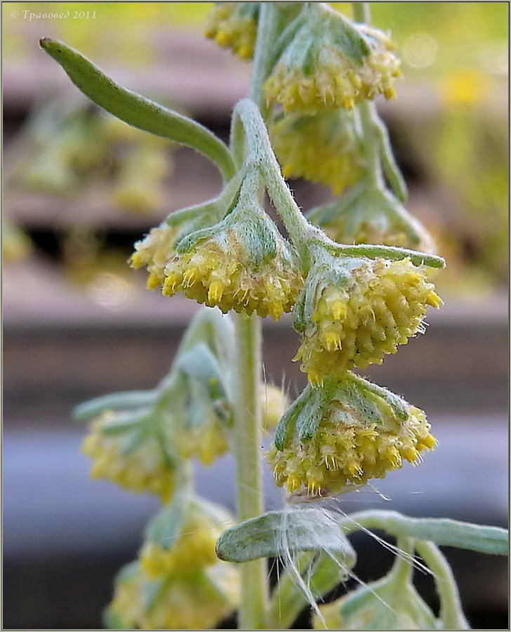 Изображение особи Artemisia sieversiana.