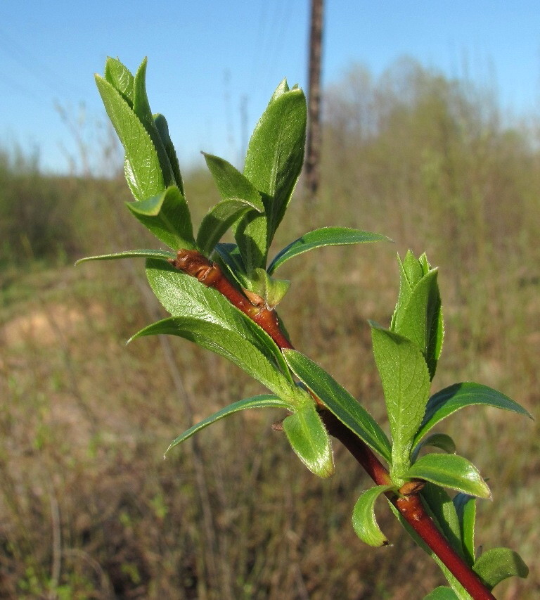 Image of Salix &times; tetrapla specimen.