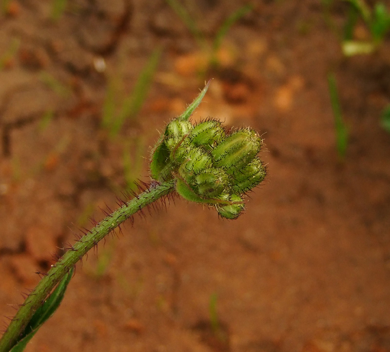 Image of Crepis aculeata specimen.