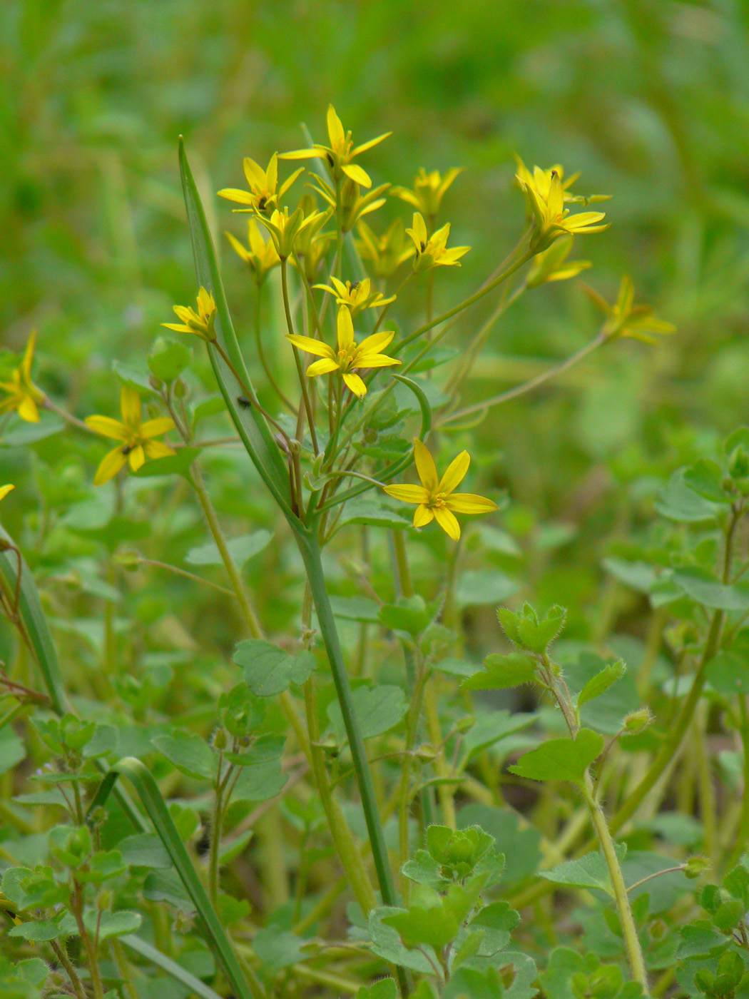 Image of Gagea erubescens specimen.