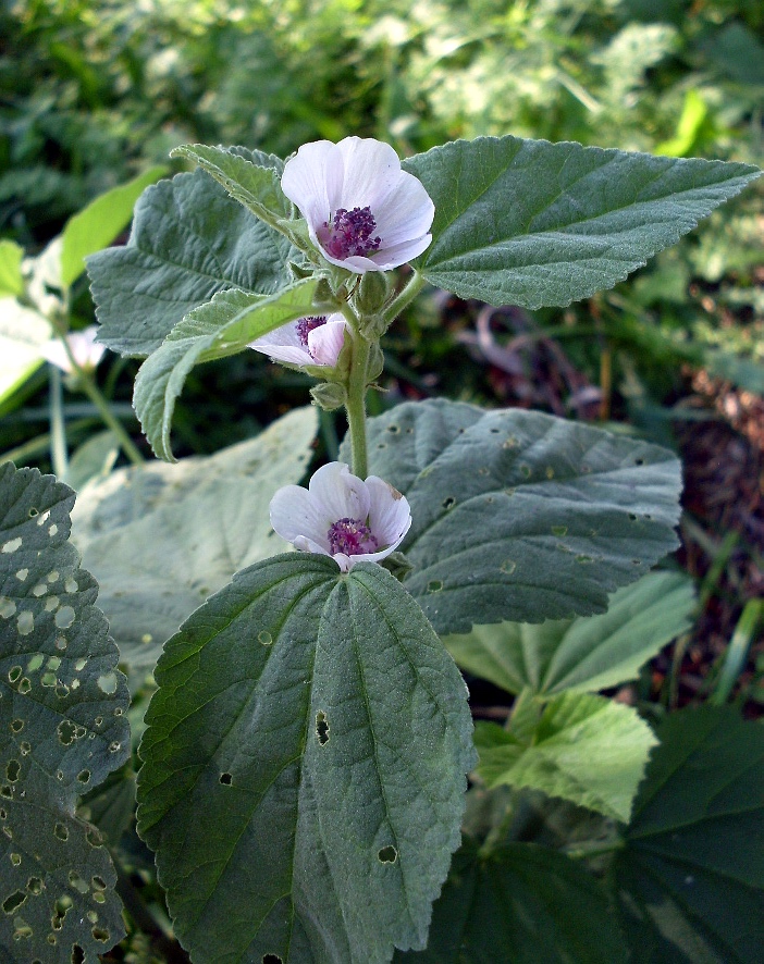 Изображение особи Althaea officinalis.