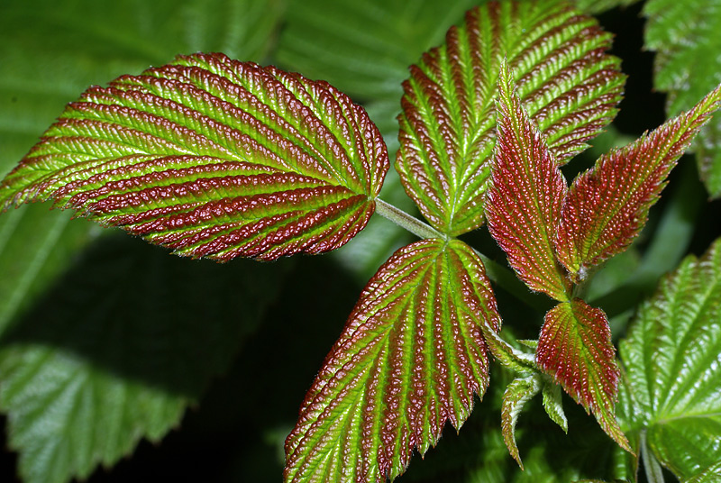 Изображение особи Rubus idaeus.