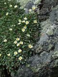 Dryas punctata. Цветущие растения. Забайкалье, хребет Кодар. 24.07.2007.