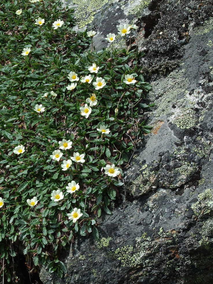 Изображение особи Dryas punctata.