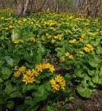 Caltha fistulosa