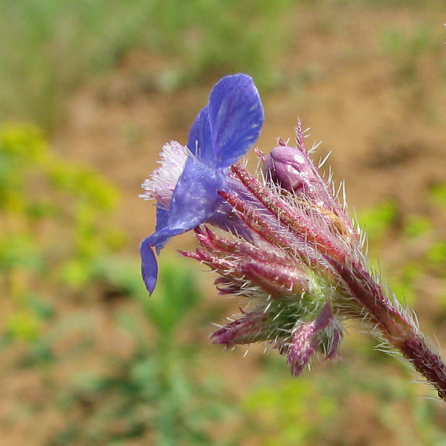 Image of Anchusa azurea specimen.