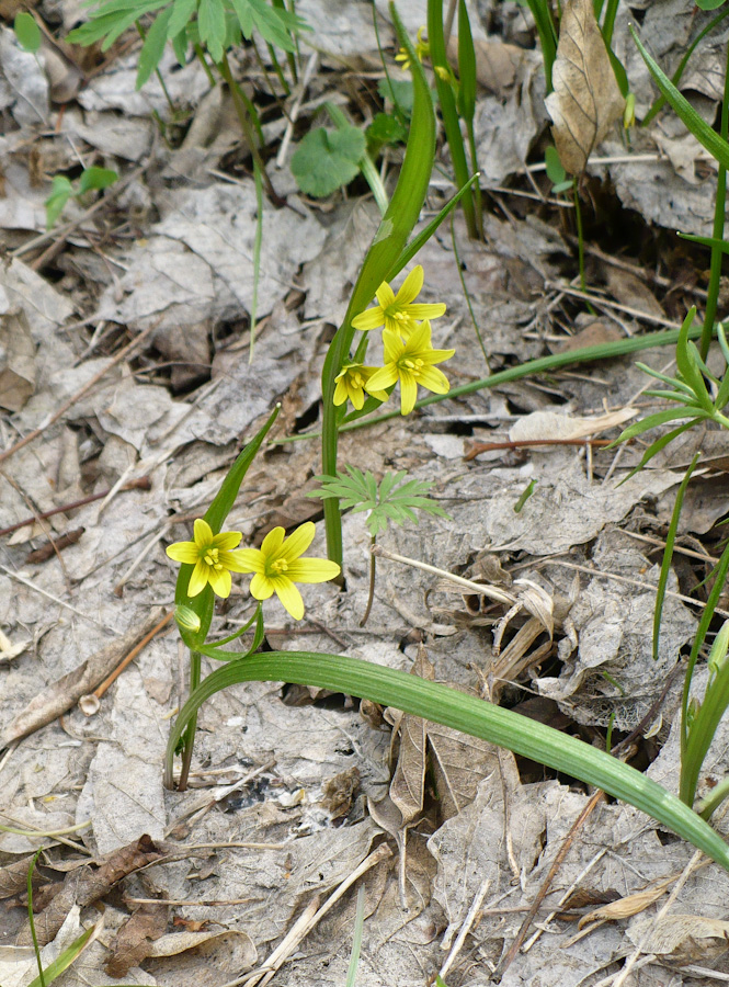 Image of genus Gagea specimen.