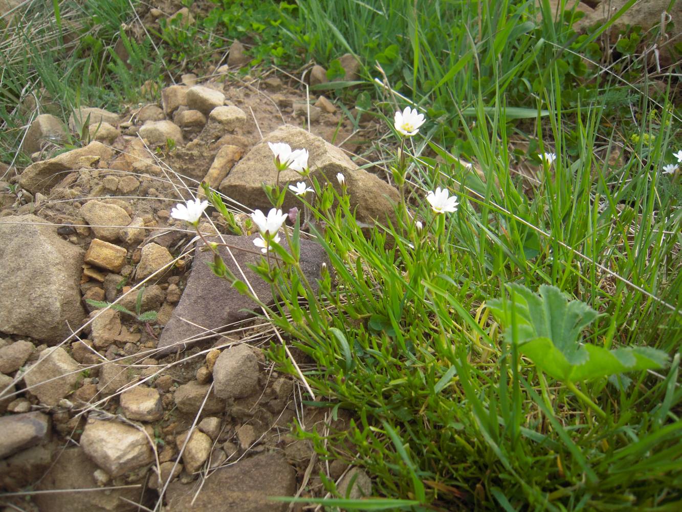 Изображение особи Dichodon cerastoides.