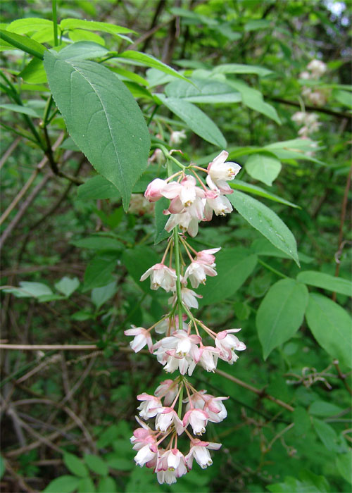 Изображение особи Staphylea pinnata.