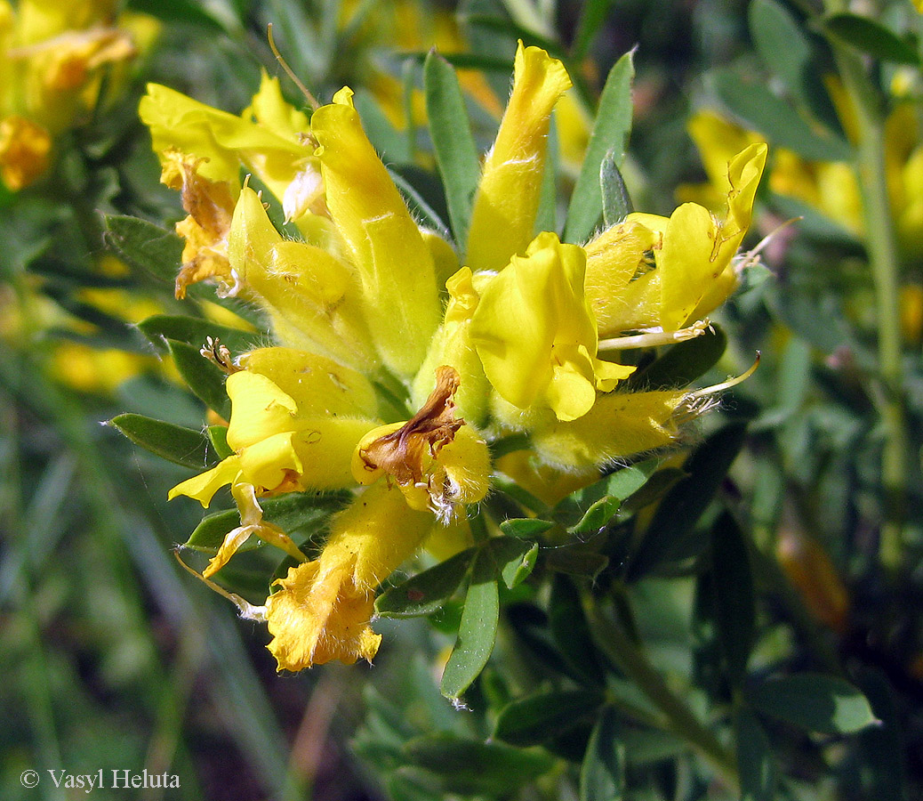 Изображение особи Chamaecytisus austriacus.