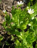 Stellaria neglecta