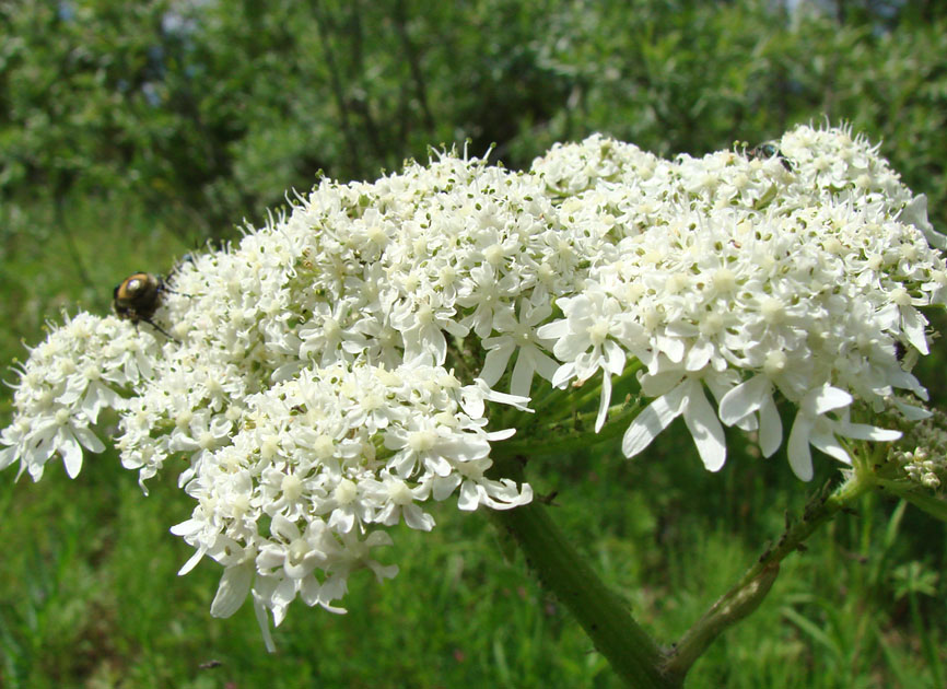 Image of Heracleum dissectum specimen.